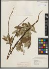 Foto von Salix scouleriana Barratt ex Hook.